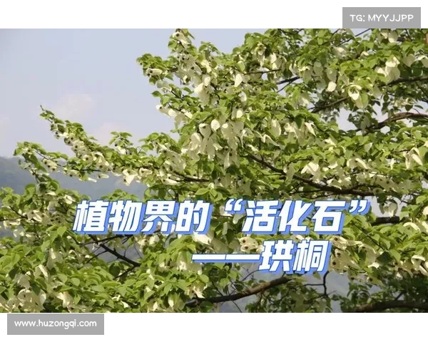 活化石树种的珍贵存在与保护价值探讨 活化石树种的珍贵存在与保护价值探讨